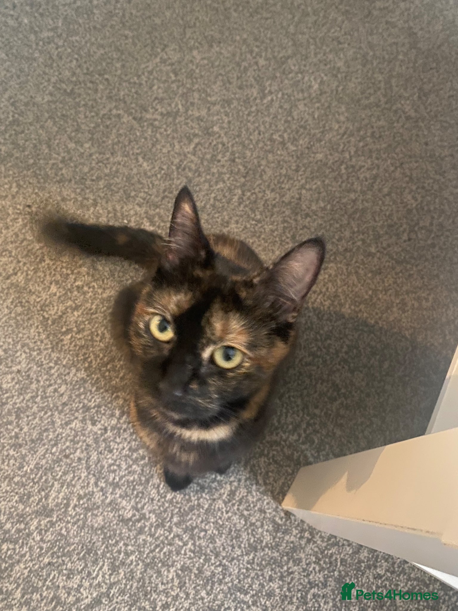 British Shorthair cats Ginger tabbies  - Advert 1