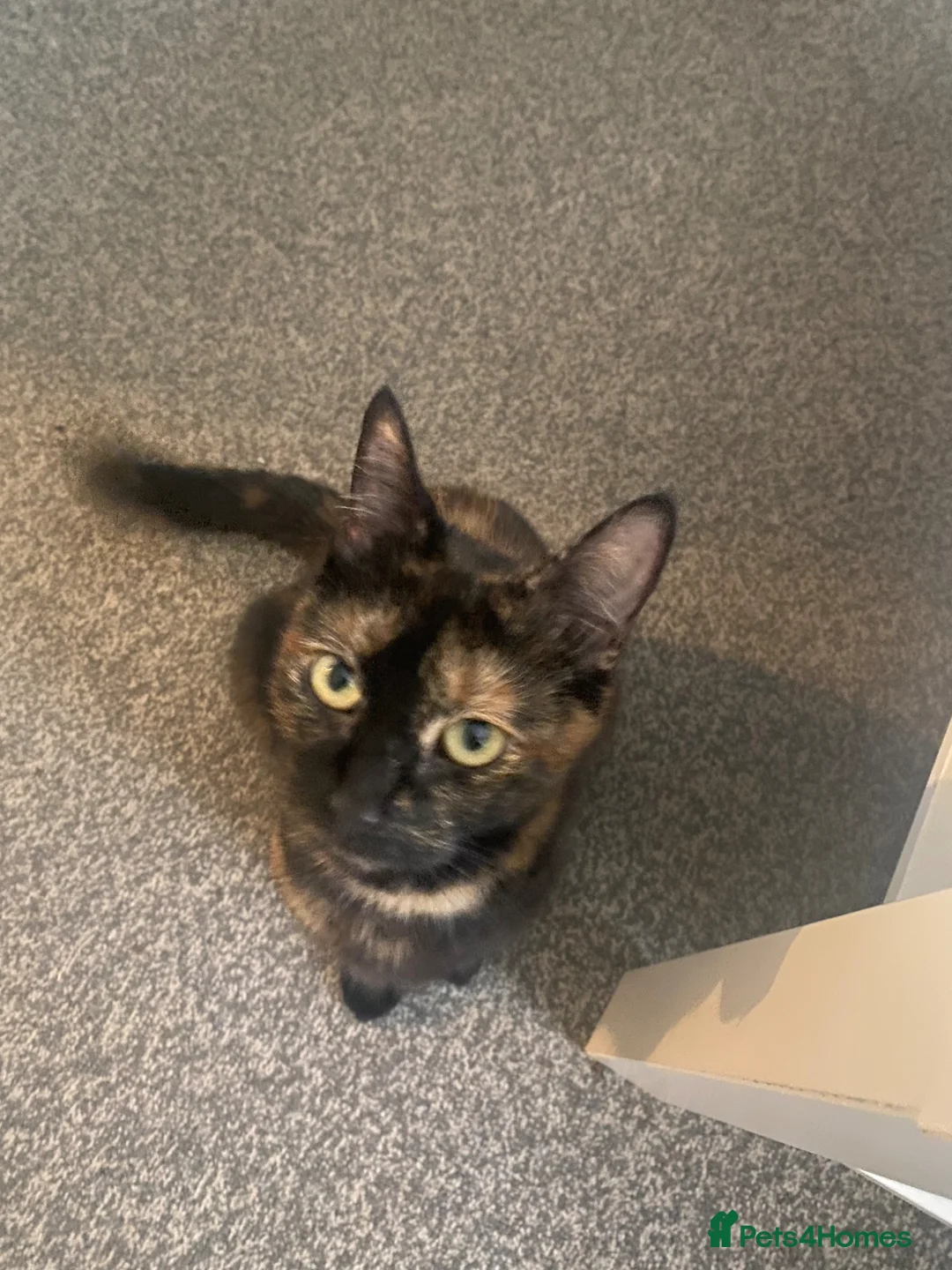 British Shorthair cats for sale: Ginger tabbies  in London - Advert 1