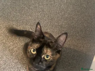 British Shorthair cats Ginger tabbies - Advert 1