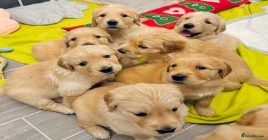 Golden Retriever dogs - Advert 10