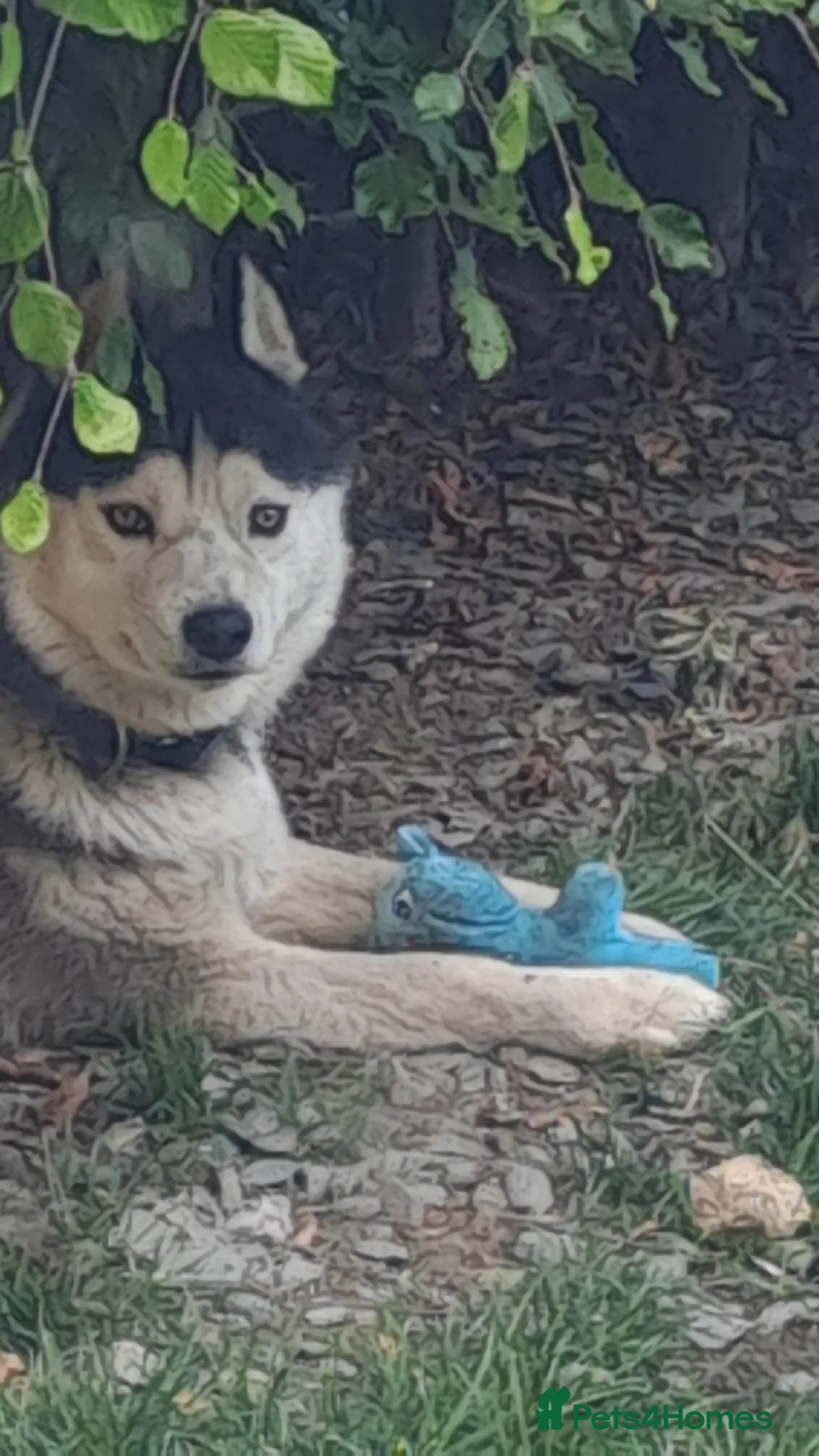 Siberian Husky dogs for sale: Ice.  in York - Advert 1