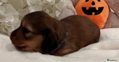 Miniature Dachshund dogs Picture Perfect mini Longhair Puppies  - Advert 14