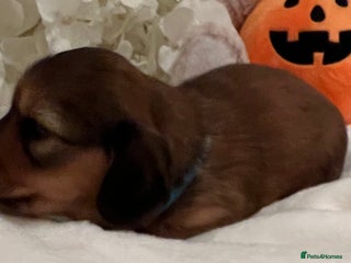 Miniature Dachshund dogs - Advert 1