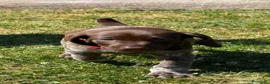 German Shorthaired Pointer 6