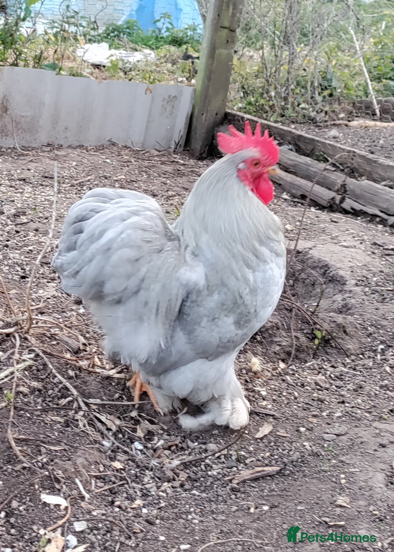 Chickens poultry Two beautiful lavender pekin cockerels - Advert 1