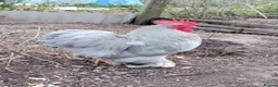 Chickens poultry for sale: Two beautiful lavender pekin cockerels - Advert 1