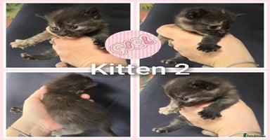 Mixed Breed cats - Advert 16