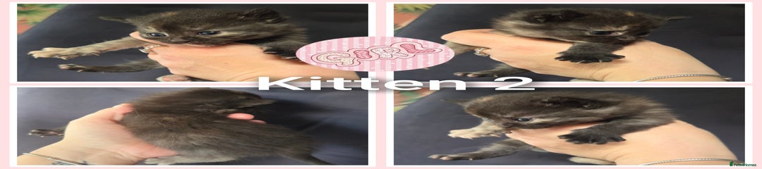 Mixed Breed Kitten 2