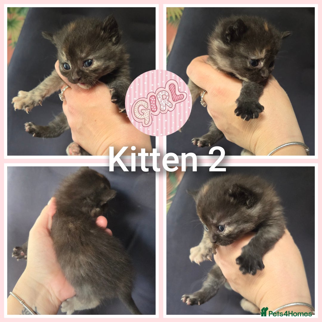 Mixed Breed cats for sale: 4 kittens looking for forever homes  - Image 3