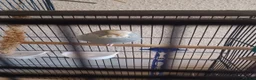 Budgerigars birds for sale: Bugdies for sale in Halifax - Advert 6