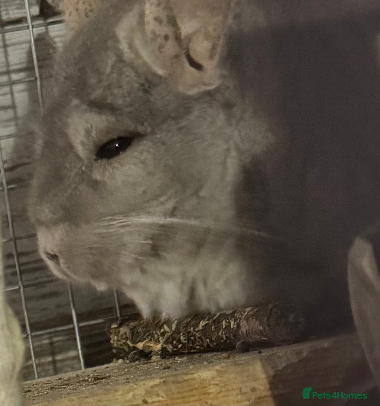 Chinchilla rodents Chinchilla - Advert 1