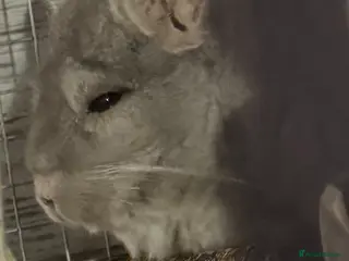 Chinchilla rodents Chinchilla - Advert 1