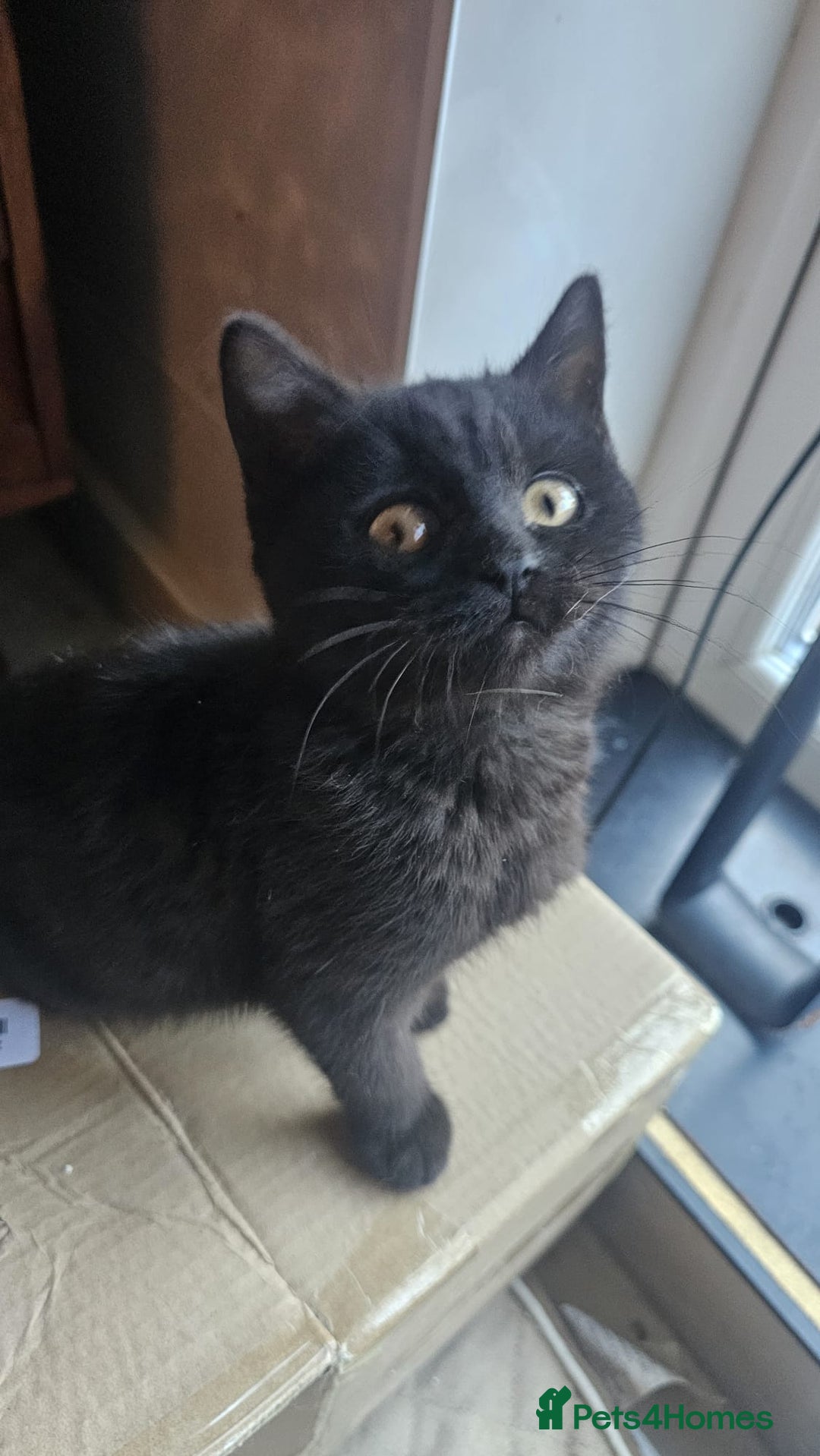 British Shorthair cats for sale: Gorgeous British Shorthair Kittens Ready Now! - Advert 10