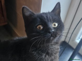 British Shorthair cats Gorgeous British Shorthair Kittens Ready Now! - Advert 8