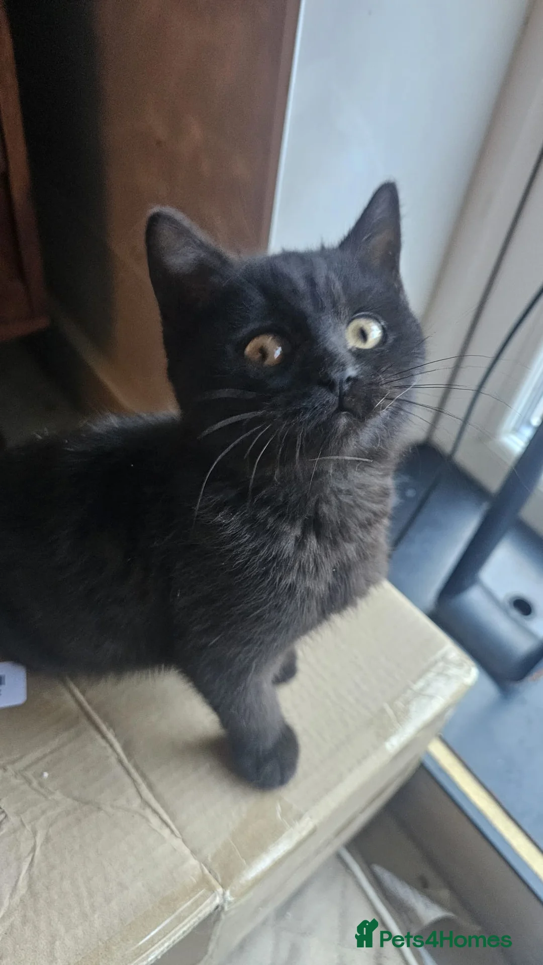 British Shorthair cats for sale: Gorgeous British Shorthair Kittens Ready Now! - Advert 2