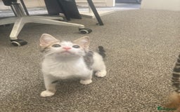 European cats for sale: 2 Adorable Kittens ready for their forever homes  - Image 8