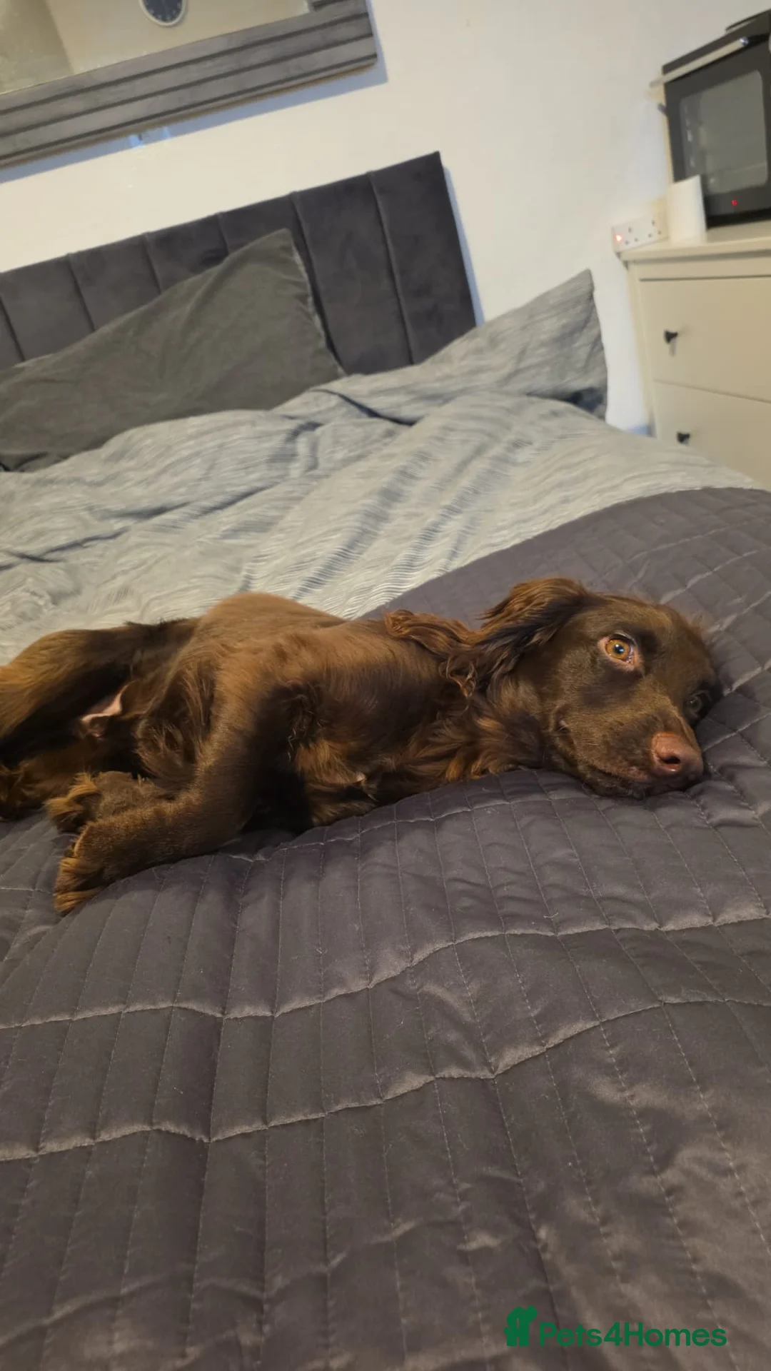 English Springer Spaniel dogs for sale: Cocker spaniel 1year 2 months old - Advert 6