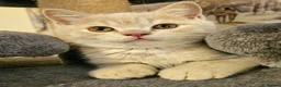 British Shorthair cats for sale: Champion lines British Shorthair kittens  - Advert 2