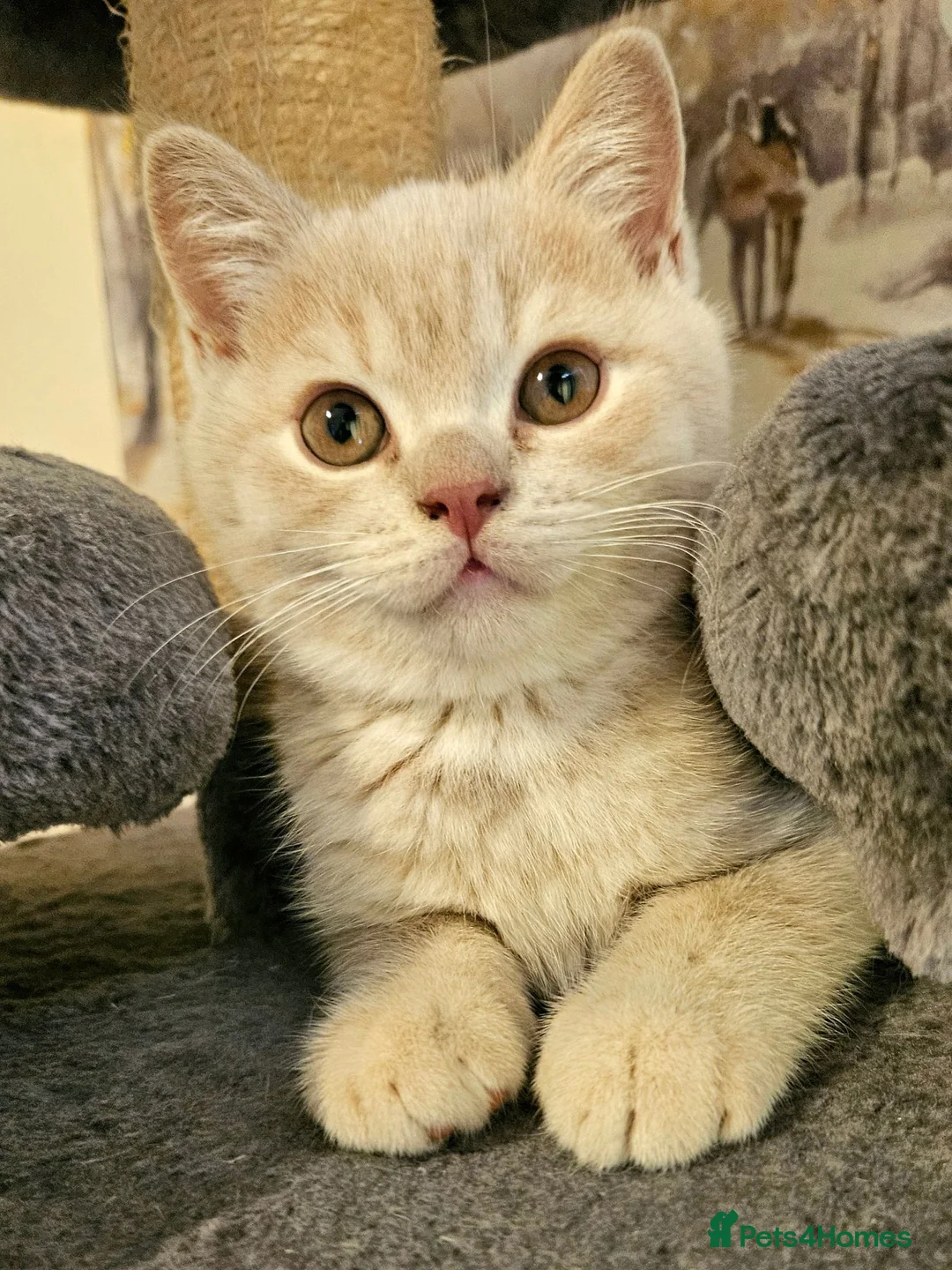 British Shorthair cats for sale: Champion lines British Shorthair kittens  - Advert 2