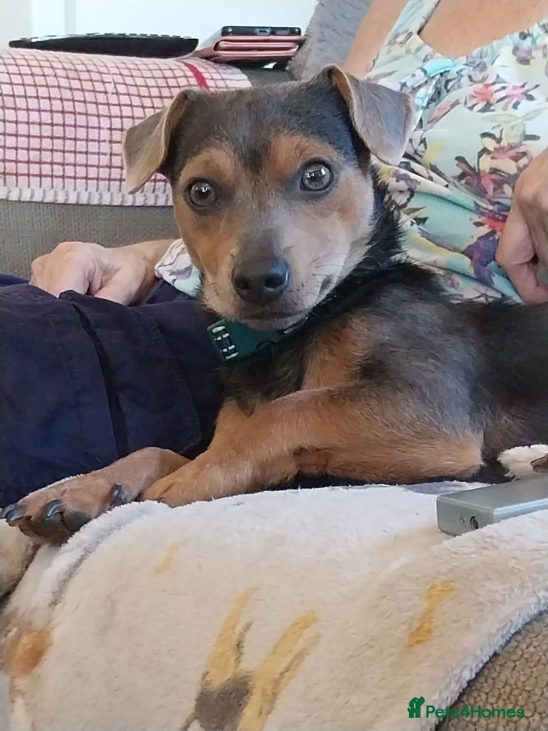 Jack Russell dogs for sale: Wenlock jack russel - Advert 2