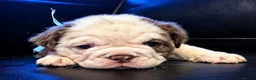 English Bulldog dogs for sale: Rare Fluffy English Bulldog Pups in Hoddesdon - Advert 5