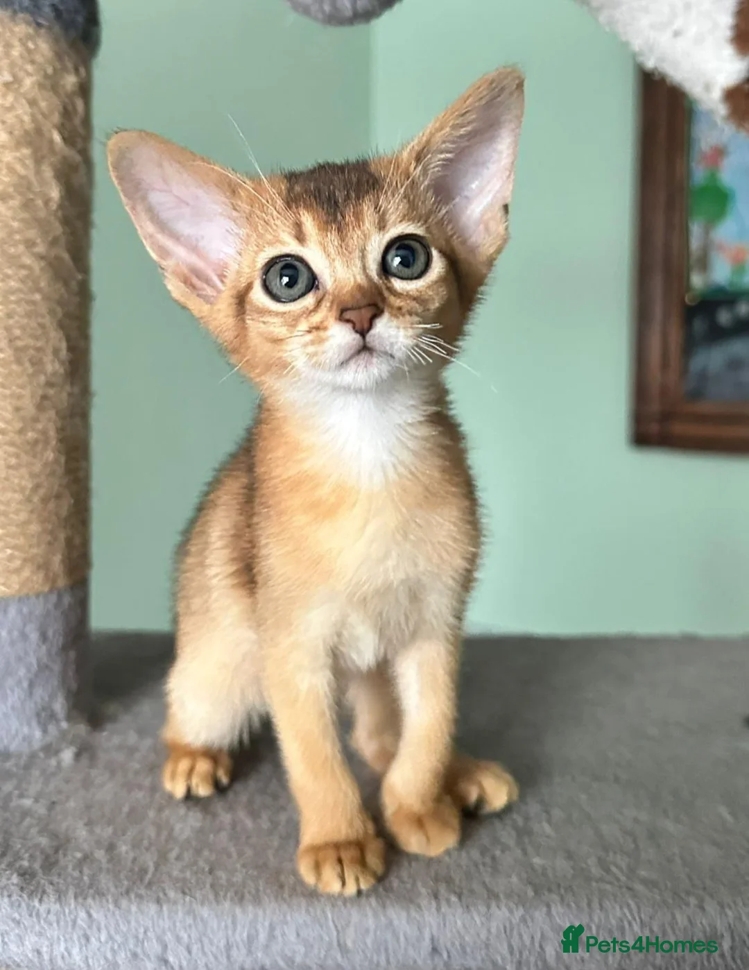 Abyssinian cats for sale: TICA Abyssinian kittens  - Advert 1