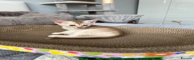 Abyssinian 4