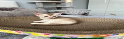 Abyssinian cats for sale: Abyssinian kittens  - Advert 23
