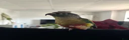 Conures birds for sale: Bonded pair of conures - cage and accessories  - Advert 4