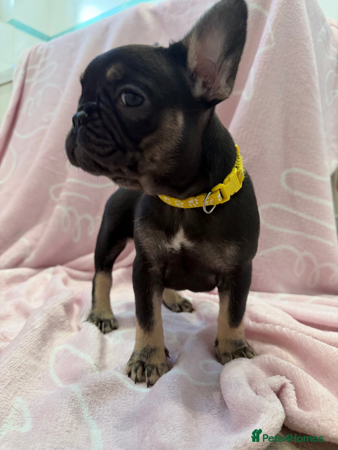 French Bulldog dogs for sale: Last girl frenchie available  - Advert 4