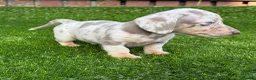 Miniature Dachshund dogs for sale: ❤️Adorable Isabella Miniature Dachshund Puppies 🐶 - Advert 24
