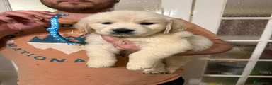 Golden Retriever Puppy 3