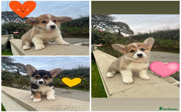 Welsh Corgi Pembroke dogs - Advert 2