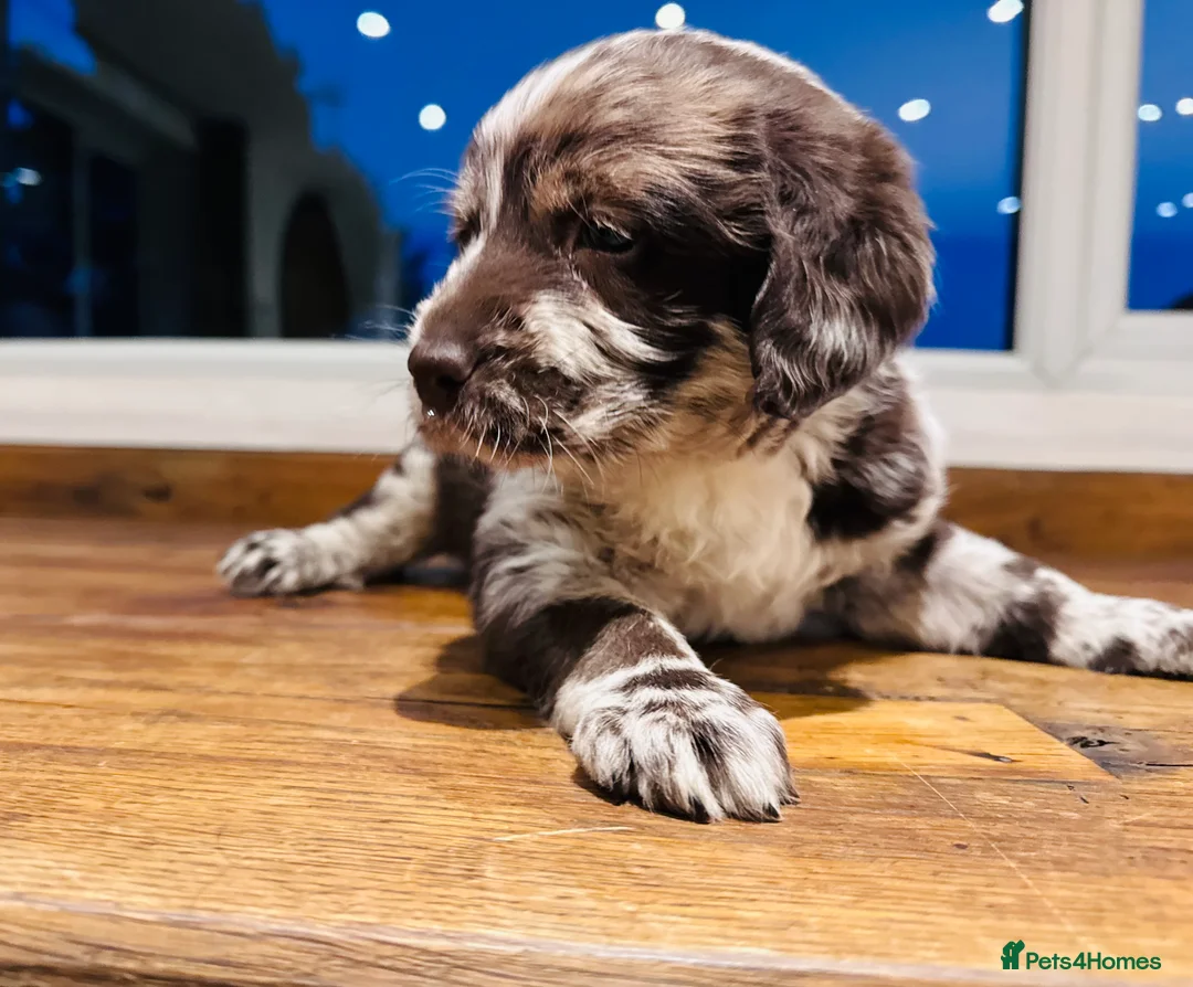 Labradoodle dogs for sale: Chocolate & chocolate Merle Miniature Labradoodles - Advert 3