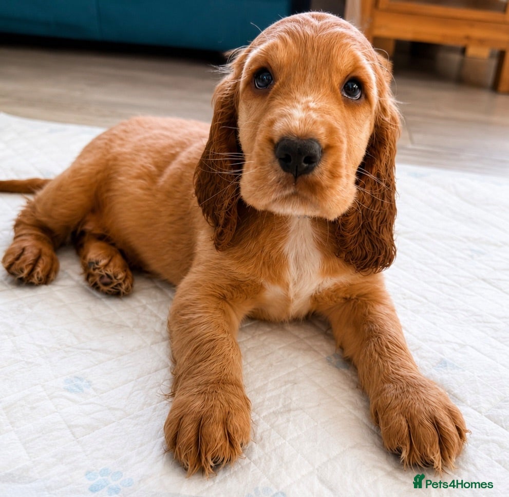 Cocker Spaniel dogs Final 2 KC Golden Show Cocker Spaniel Boy Puppies - Advert 1
