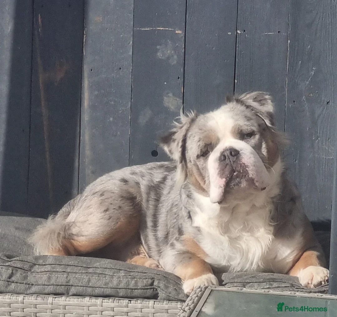 Olde English Bulldogge dogs for sale: Olde English Bulldogge Mammut For Sale  - Advert 1