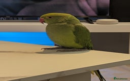 Ringnecks birds for sale: Indian ringneck - Image 5