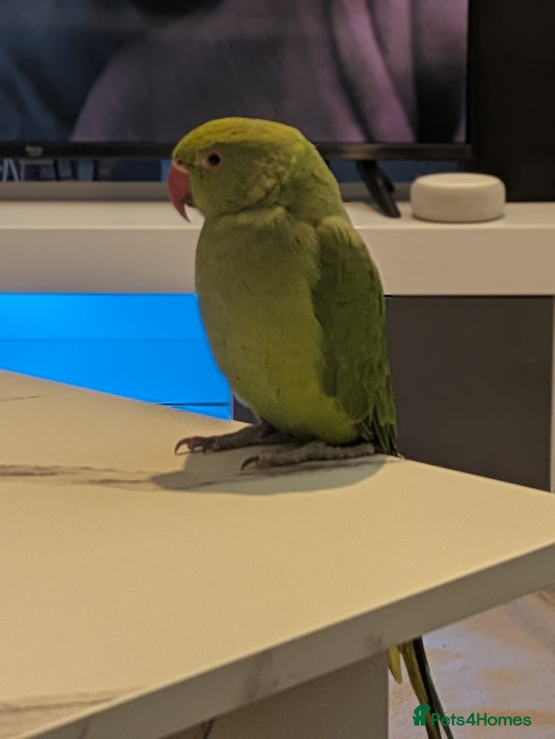 Ringnecks birds for sale: Indian ringneck - Image 5