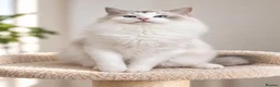 Ragdoll cats for sale: LAST STUNNING BOY TICA REGISTERED  - Advert 1