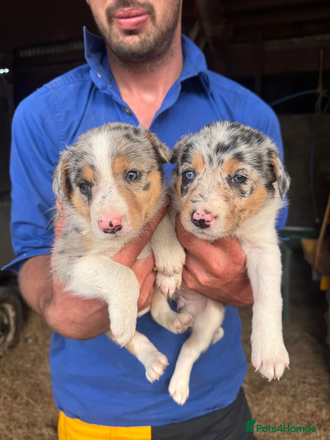 Border Collie dogs for sale: Merle and collie pups  - Advert 1