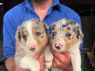 Border Collie dogs Merle and collie pups - Advert 1