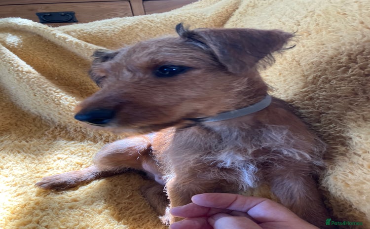 Irish Terrier dogs - Advert 1