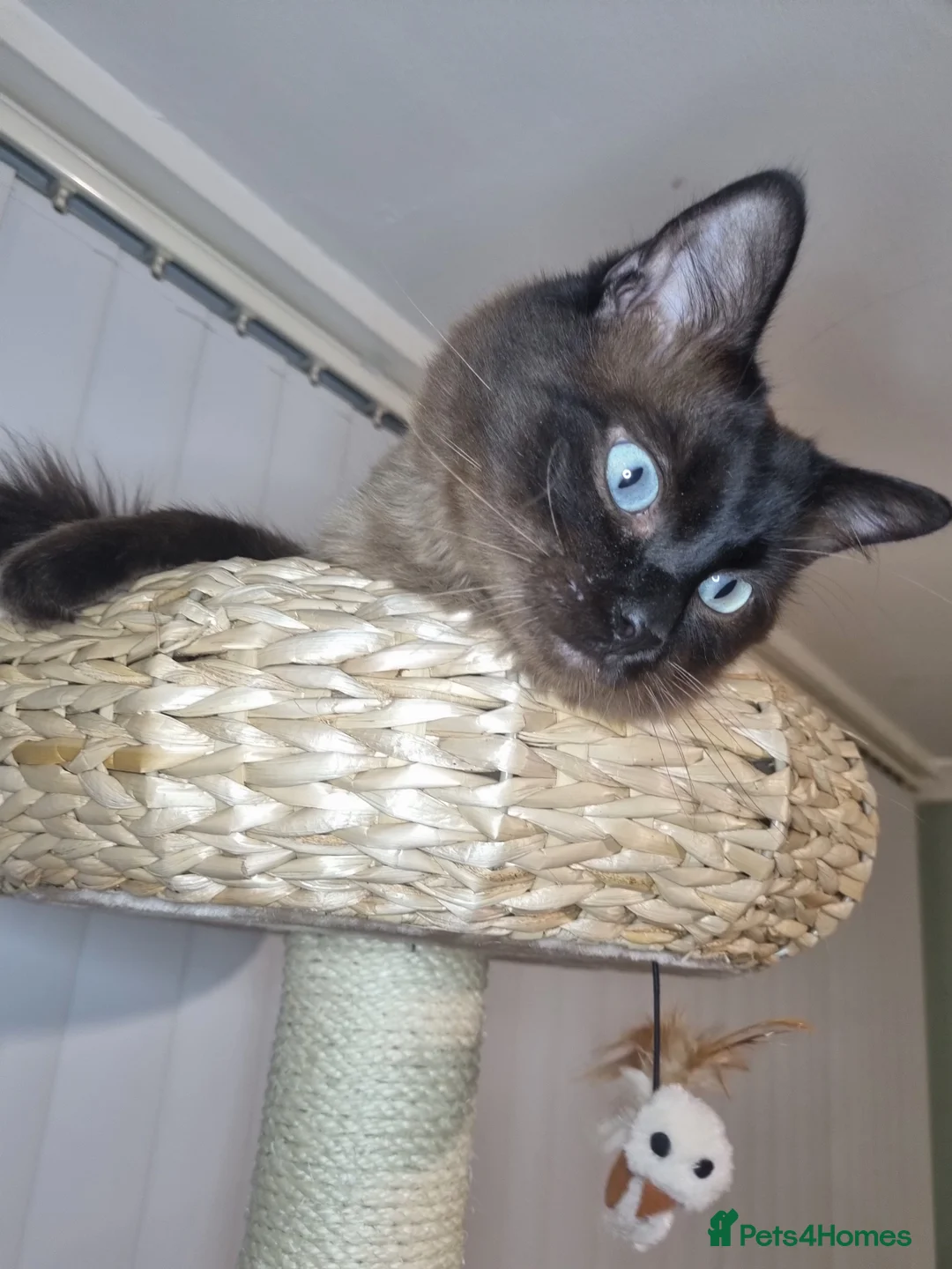 Ragdoll cats for stud: Ragdoll Seal Sepia Stud Genetically Tested 🐾 in London - Advert 12