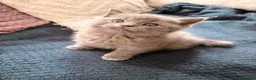 British Shorthair cats for sale: British shorthair kittens  - Advert 6