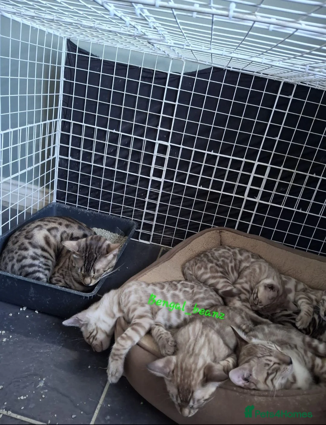 Bengal cats for sale: Snow mink bengals ready now - Advert 2