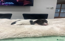 Dachshund dogs for sale: Tiny long haired piebald dachshunds for sale ! - Image 20