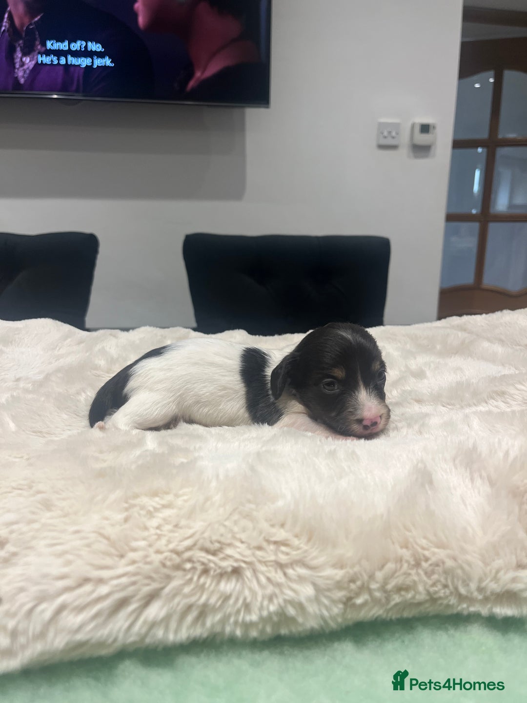 Dachshund dogs for sale: Tiny long haired piebald dachshunds for sale ! - Image 20