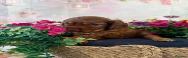 Mixed Breed 2