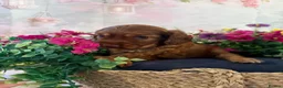 Mixed Breed dogs for sale: F1BB ENGLISH SHOW TYPE COCKERPOOS in Waterlooville - Advert 12