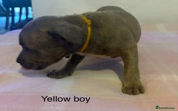 Staffordshire Bull Terrier dogs for sale: Beautiful coloured staffies - Image 20